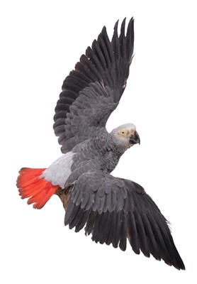 Lot 2172 - Taxidermy: African Grey Parrot (Psittacus...