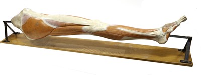 Lot 131 - Anatomical Life Size Model Of Human Leg Muscles