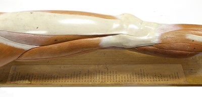 Lot 131 - Anatomical Life Size Model Of Human Leg Muscles