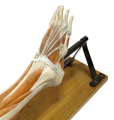Lot 131 - Anatomical Life Size Model Of Human Leg Muscles