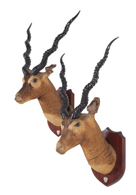 Lot 2287 - Taxidermy: A Pair of Indian Blackbucks...