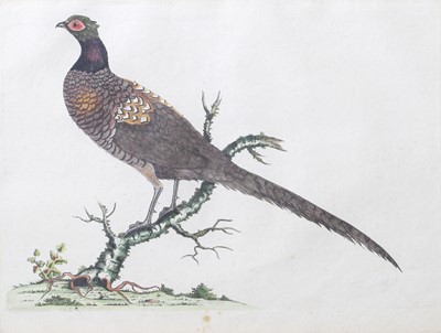 Lot 1072 - Style of Peter Paillou Study of a pheasant on...