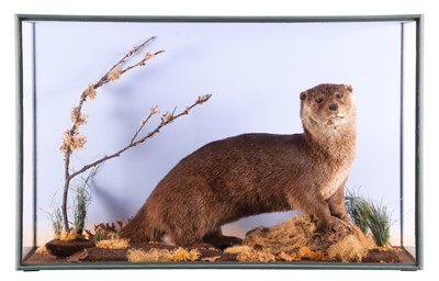 Lot 2175 - Taxidermy: A Cased European Otter (Lutra...