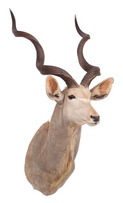 Lot 2170 - Taxidermy: Cape Greater Kudu (Strepsiceros...