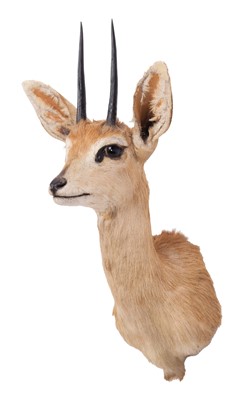 Lot 2165 - Taxidermy: South African Steenbok (Raphicerus...