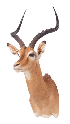 Lot 2131 - Taxidermy: Southern Impala (Aepyceros...