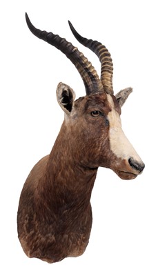 Lot 2194 - Taxidermy: Blesbok (Damaliscus phillipsi),...