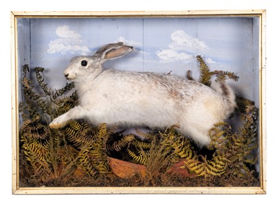 Lot 2001 - Taxidermy: A Late Victorian Cased Mountain...