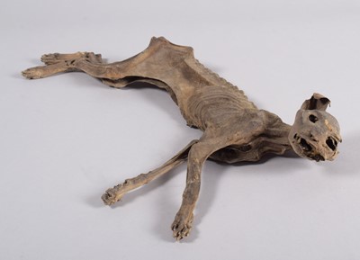 Lot 2230 - Natural History: A Desicated or Mummified Cat,...