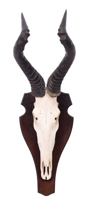 Lot 1196 - Antlers/Horns: Cape Red Hartebeest (Alcelaphus...