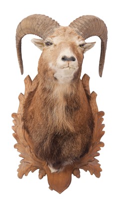 Lot 1258 - Taxidermy: European Mouflon (Ovis aries...