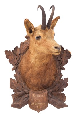 Lot 1259 - Taxidermy: Alpine Chamois (Rupicapra...