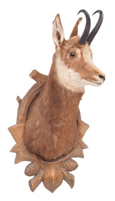 Lot 1212 - Taxidermy: Alpine Chamois (Rupicapra...