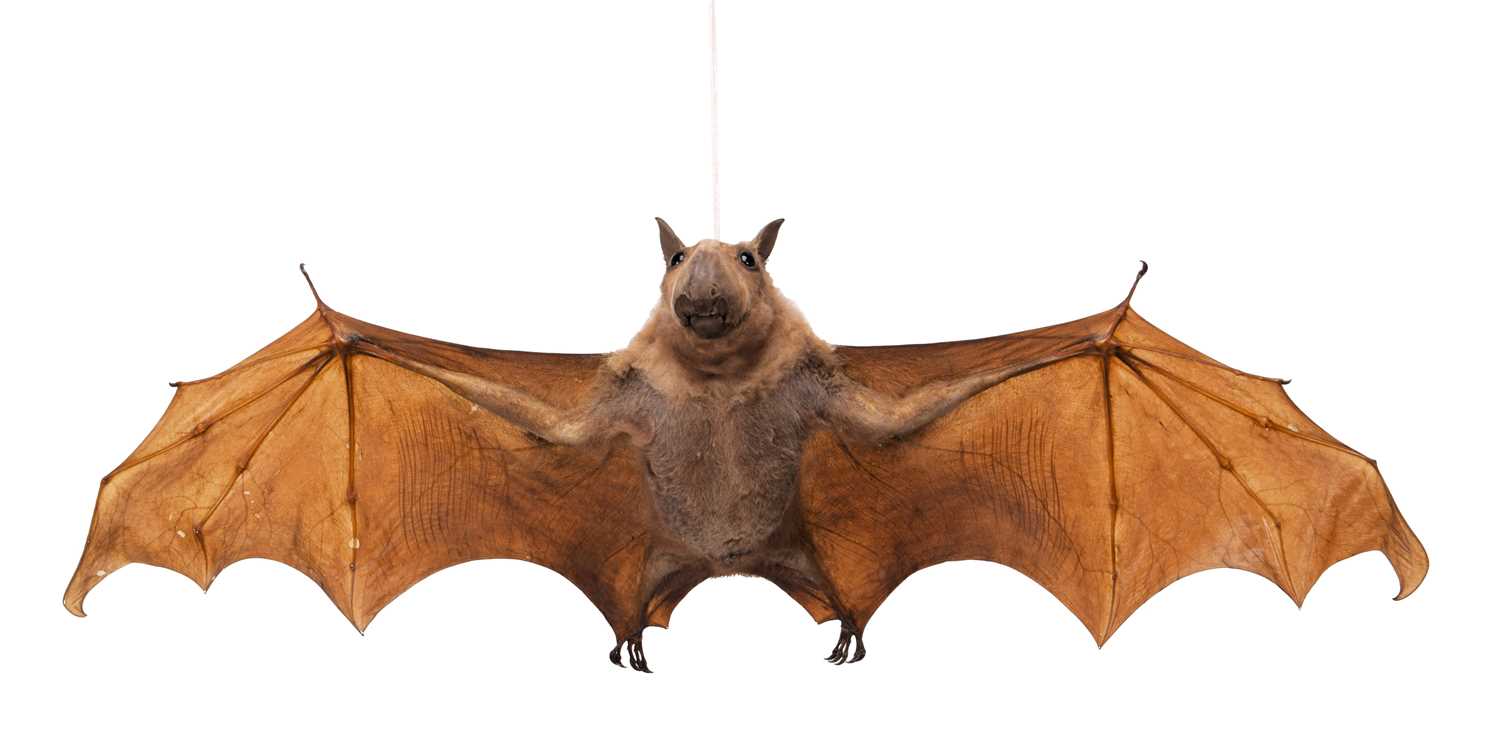 Lot 2223 - Taxidermy: A Hammer-headed Fruit Bat...