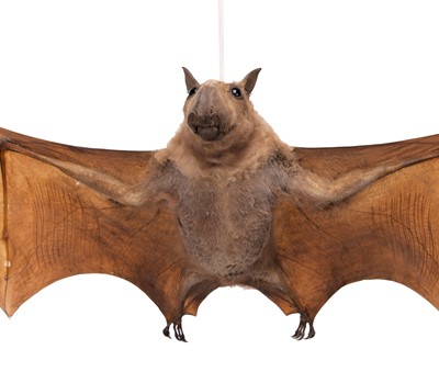 Lot 2223 - Taxidermy: A Hammer-headed Fruit Bat...