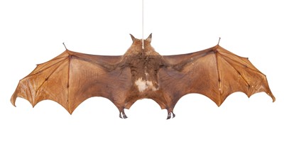 Lot 2223 - Taxidermy: A Hammer-headed Fruit Bat...