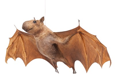 Lot 2223 - Taxidermy: A Hammer-headed Fruit Bat...