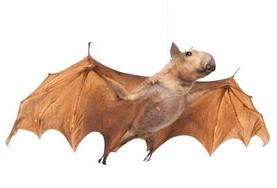 Lot 2223 - Taxidermy: A Hammer-headed Fruit Bat...