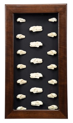 Lot 2220 - Skulls/Anatomy: A Cased Collection of...