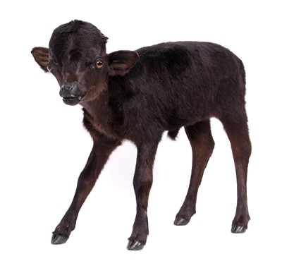 Lot 2151 - Taxidermy: Hydrocephalic Calf (Bos taurus),...