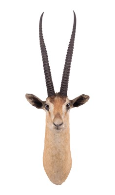 Lot 64 - Taxidermy: Northern Grants Gazelle (Nanger...