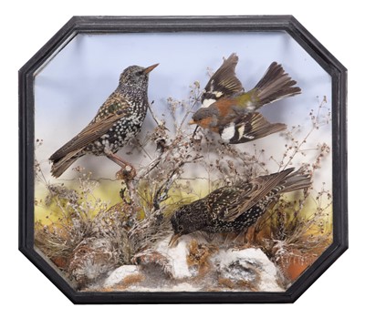 Lot 2254 - Taxidermy: A Cased Pair of Starlings &...