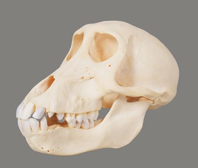 Lot 2228 - Skulls/Anatomy: Chacma Baboon Skull (Papio...