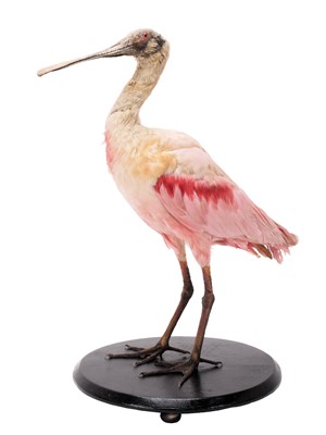 Lot 2178 - Taxidermy: A Roseate Spoonbill (Platalea...