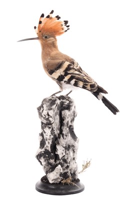 Lot 2192 - Taxidermy: European Hoopoe (Upupa epops),...