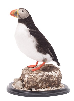 Lot 2182 - Taxidermy: Atlantic Puffin (Fratercula...