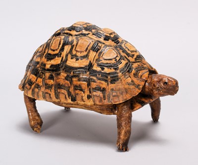 Lot 2224 - Taxidermy: Leopard Tortoise (Stigmochelys...