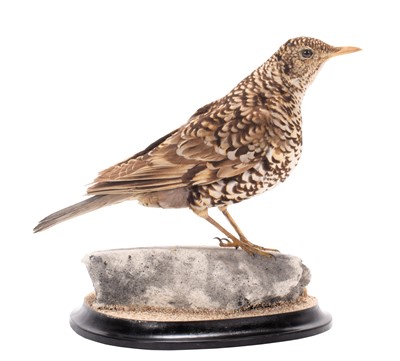 Lot 2188 - Taxidermy: A White's Thrush (Zoothera aurea),...