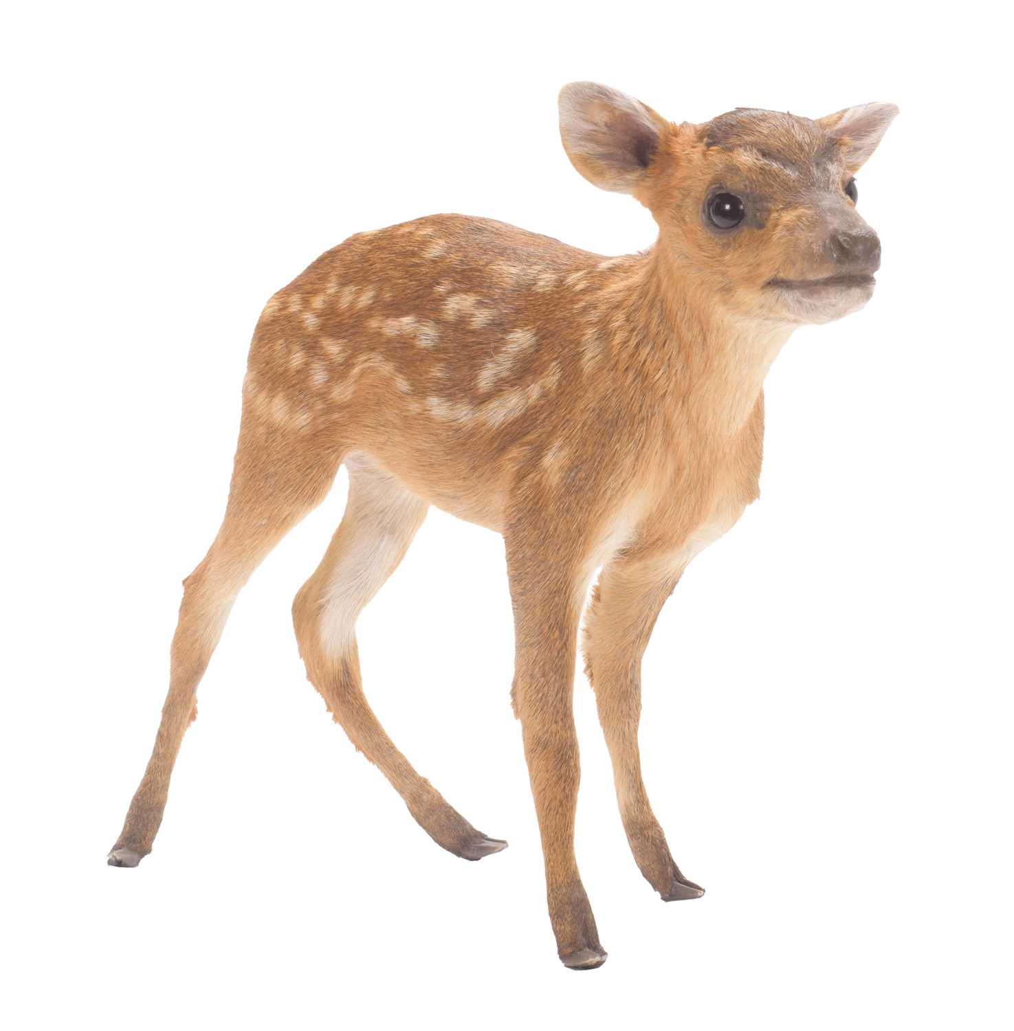 Lot 2029 - Taxidermy: A Reeve's Muntjac Fawn (Muntiacus...