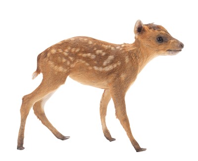 Lot 2029 - Taxidermy: A Reeve's Muntjac Fawn (Muntiacus...