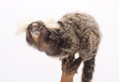 Lot 149 - Taxidermy: Common Marmoset Monkey (Callithrix...