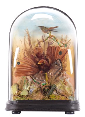 Lot 2242 - Taxidermy: A Late Victorian Cased King Bird-of-...