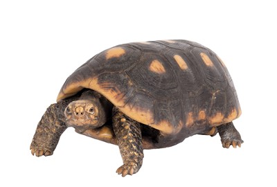 Lot 2227 - Taxidermy: A Red-footed Tortoise (Chelonoidis...