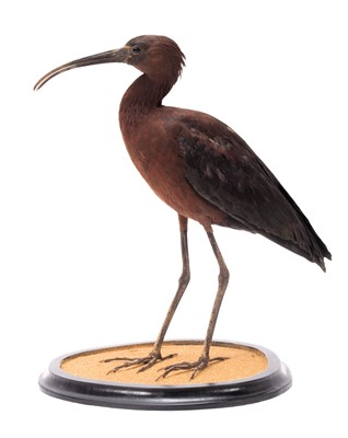 Lot 2249 - Taxidermy: Glossy Ibis (Plegadis falcinellus),...