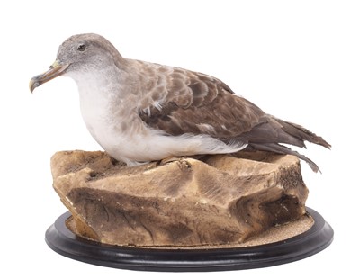 Lot 2180 - Taxidermy: Cory's Shearwater (Calonectris...