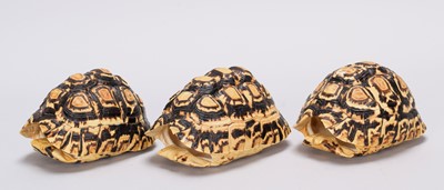 Lot 2215 - Natural History: Three Leopard Tortoise Shells...