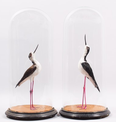 Lot 2183 - Taxidermy: A Pair of Black-winged Stilts under...