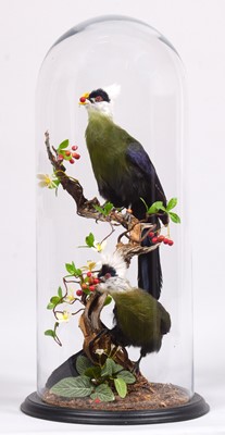 Lot 239 - Taxidermy: A Pair of White-crested Turaco...