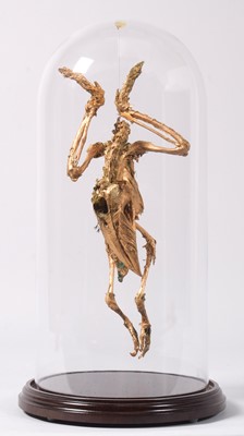Lot 190 - Skeletons/Anatomy: A Suspended African Grey...