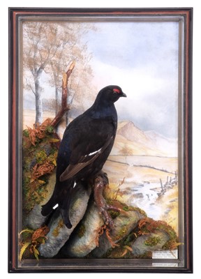 Lot 2248 - Taxidermy: A Wall Cased Black Grouse (Tetrao...