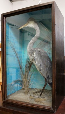 Lot 1467 - Taxidermy: A Cased Grey Heron (Ardea cinerea),...