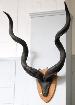 Lot 1385 - Antlers/Horns: A Large Set of Cape Greater...