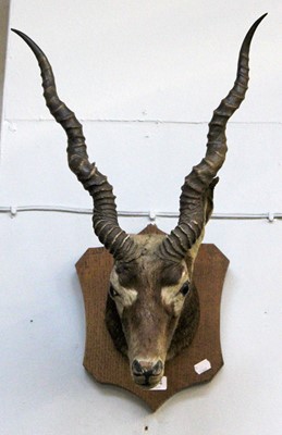 Lot 1514 - Taxidermy: Indian Blackbuck (Antilope...