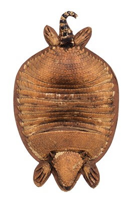 Lot 2219 - Taxidermy: An Armadillo Wall Pocket or Letter...