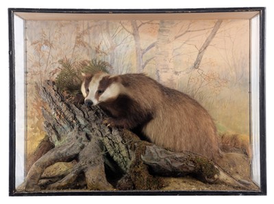 Lot 2115 - Taxidermy: A Cased European Badger (Meles...