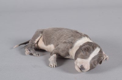 Lot 2257 - Taxidermy: A Sleeping Puppy (Canis familiaris),...